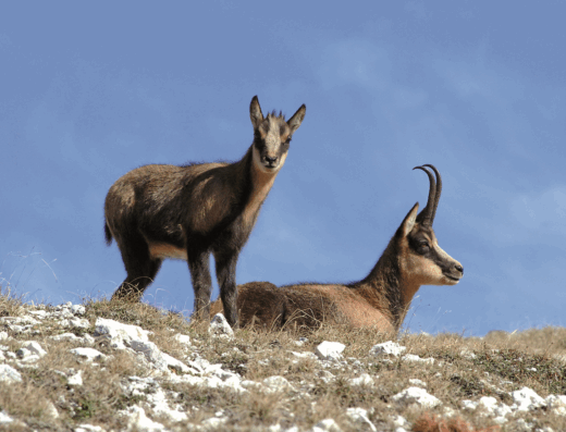 Riserva Naturale Orientata Feudo Ugni – Pennapiedimonte – Palombaro (Ch)
