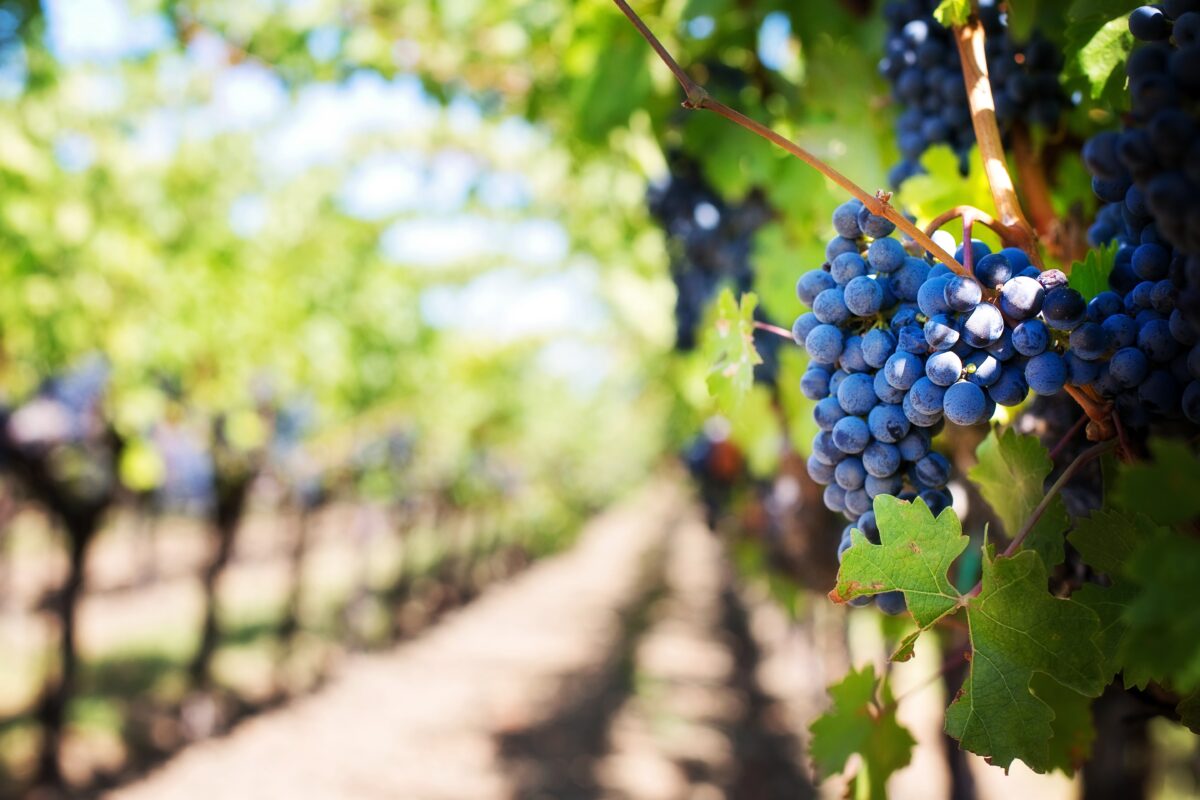 Tra i filari dei pregiati vini d’Abruzzo
