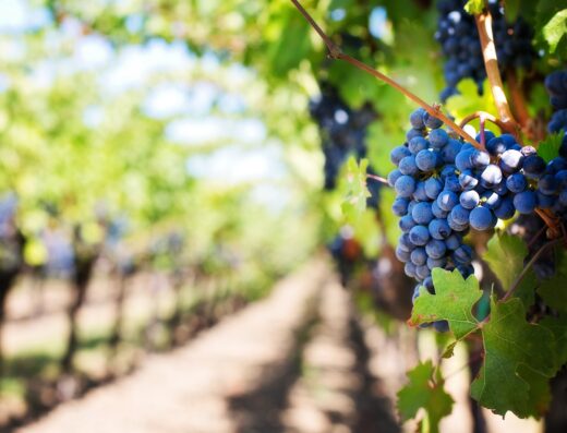 Tra i filari dei pregiati vini d’Abruzzo